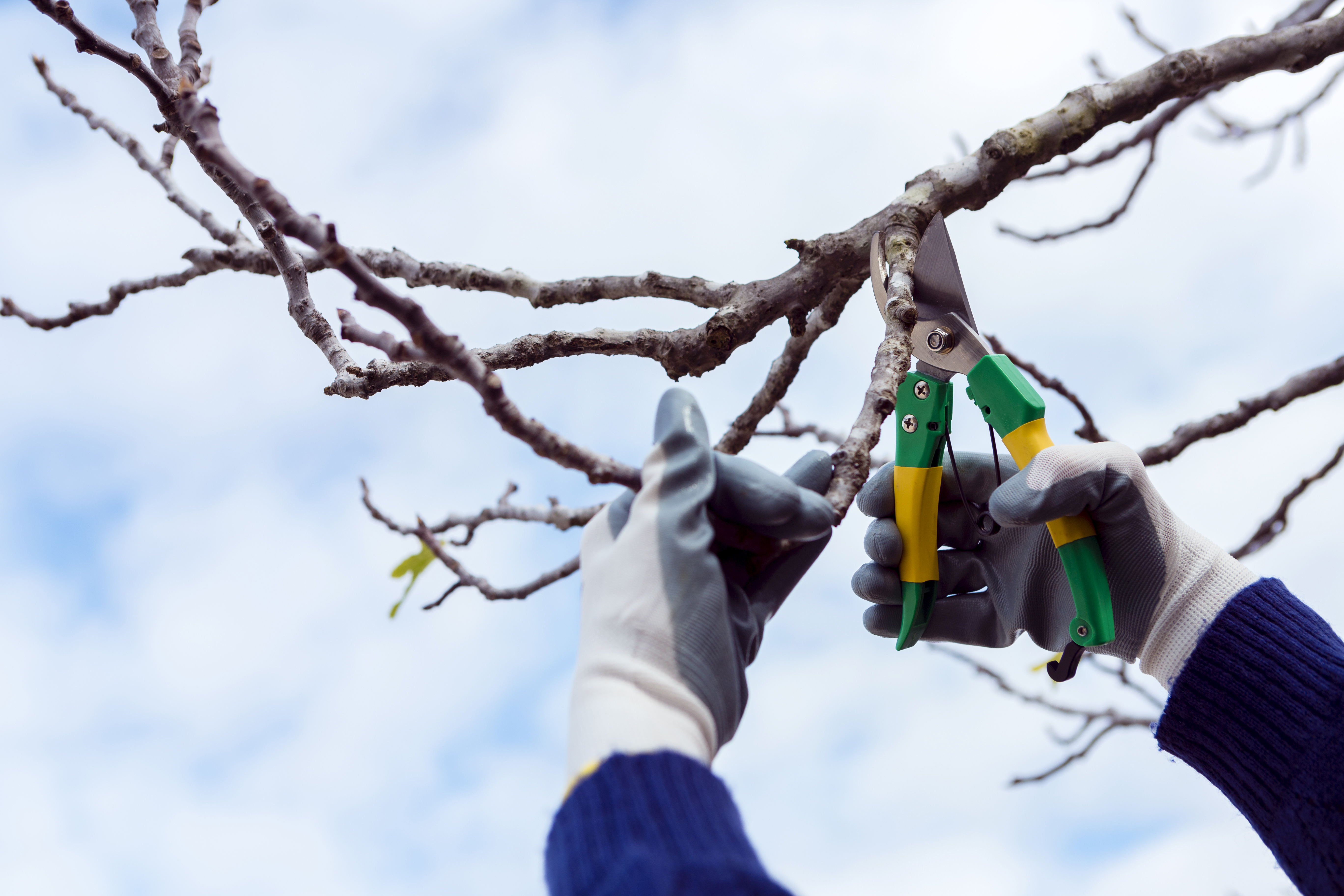 Tree Service